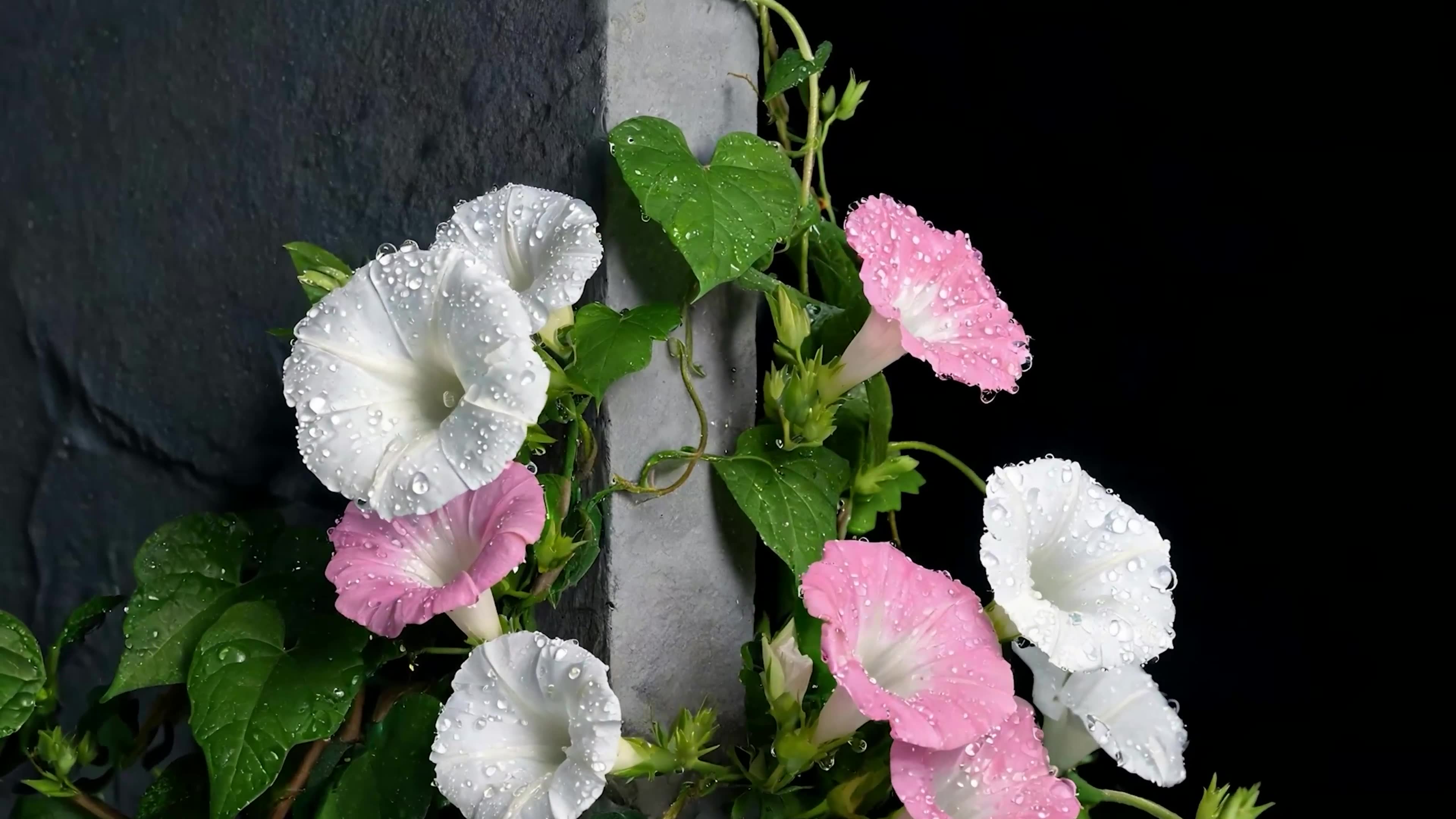 雨露喇叭花
