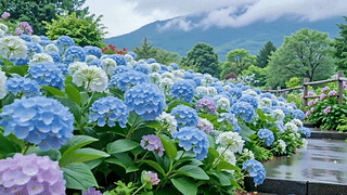 烟雨绣球花径