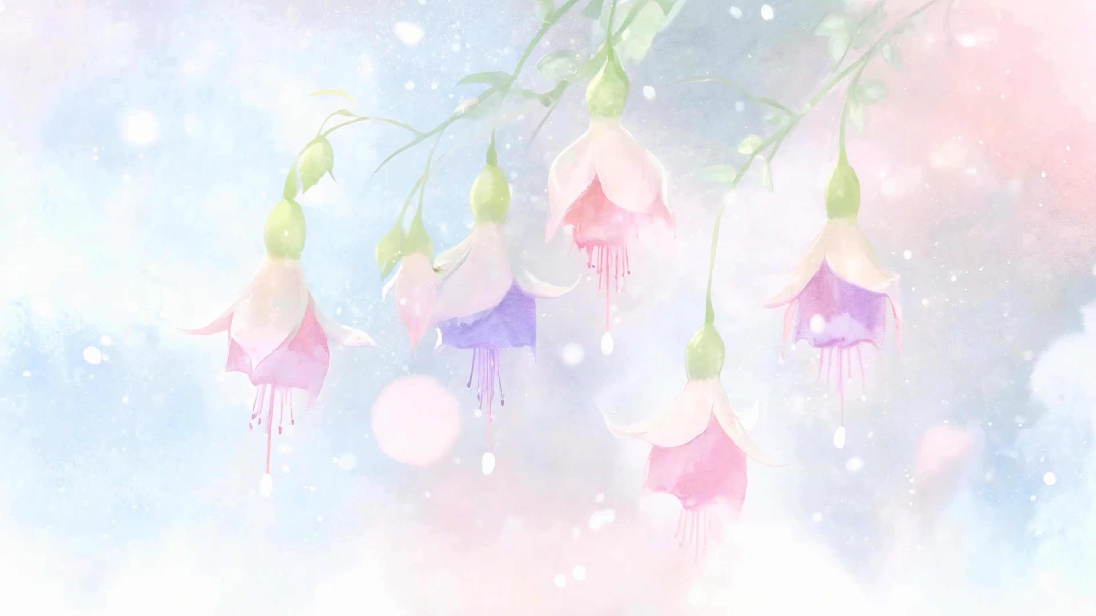 护眼花草
