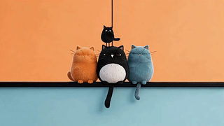 萌萌的猫咪们