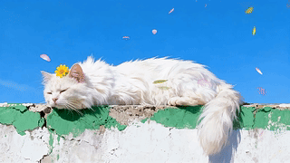 戴小花的慵懒白猫