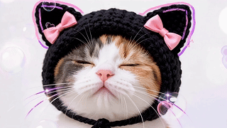戴猫耳帽的软萌小猫咪