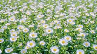 清新雏菊花海