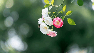 清新小花