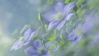 紫色花卉
