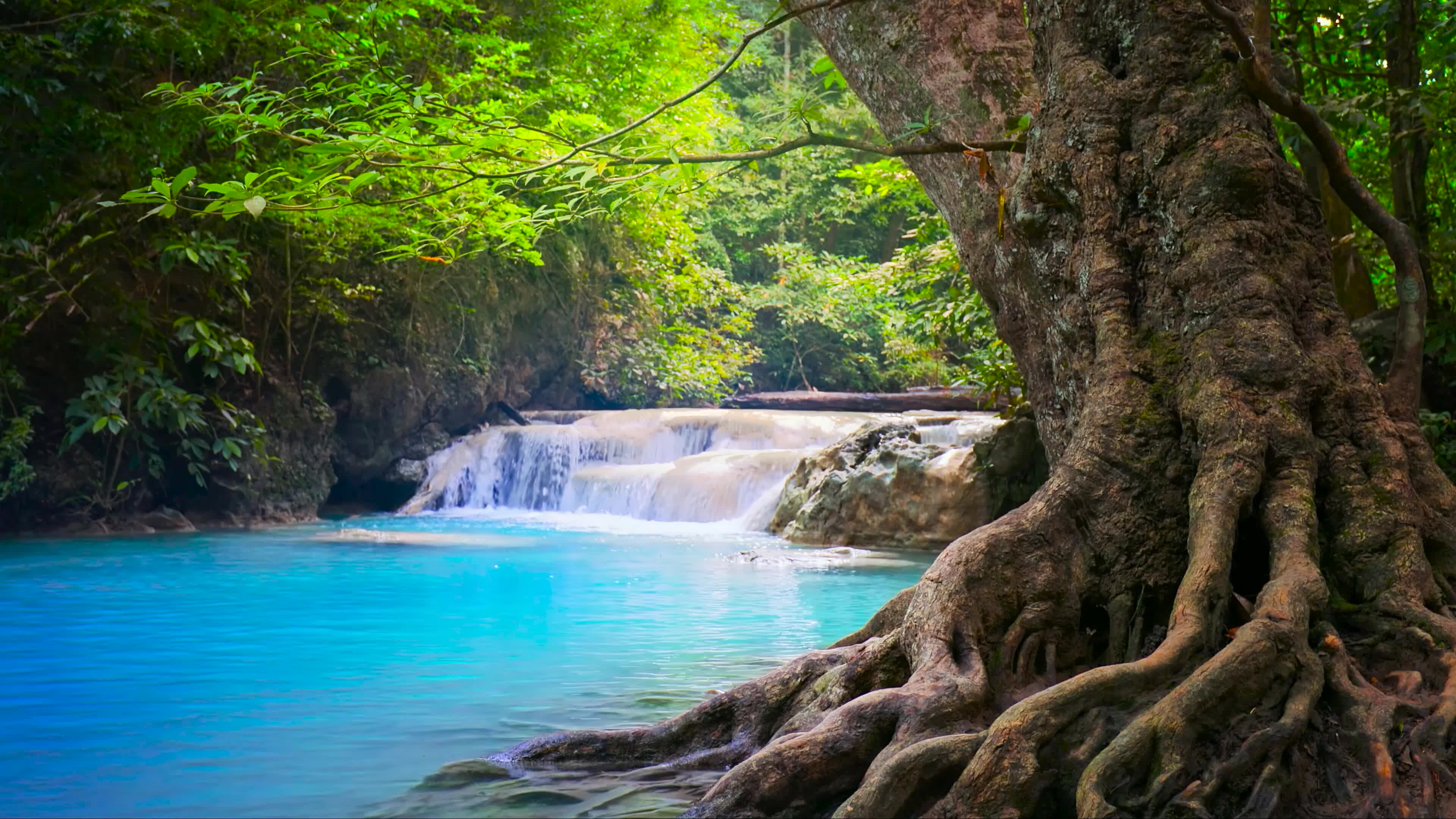 幽静林间溪流