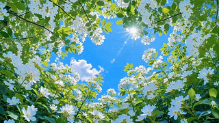 晴日花野仰望蓝天