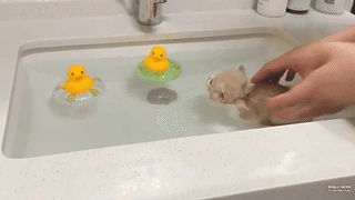 浴缸里的猫 :D 动态壁纸 | 作者：Хищная газета