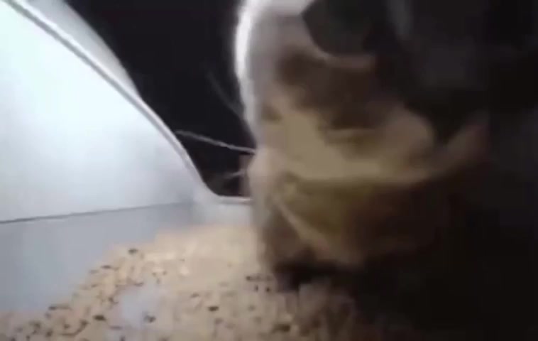 猫随着一首有趣的歌曲摇头 :D