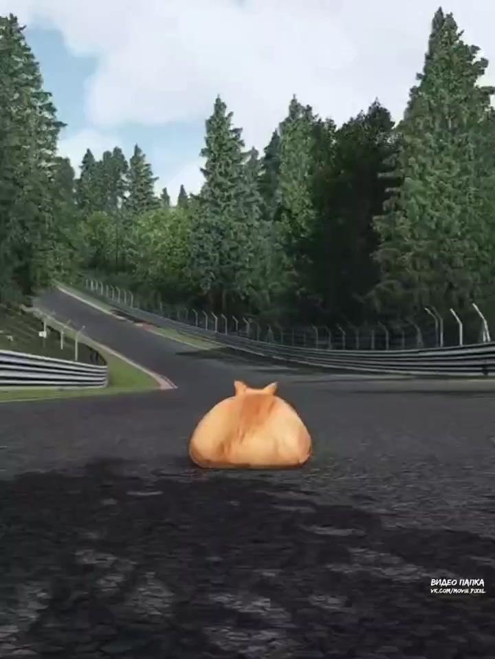 猫族比赛 1
