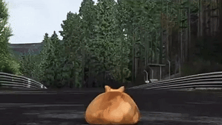 猫族比赛 1