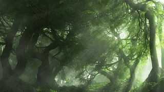 森林场景 动态壁纸 | 作者：butcho