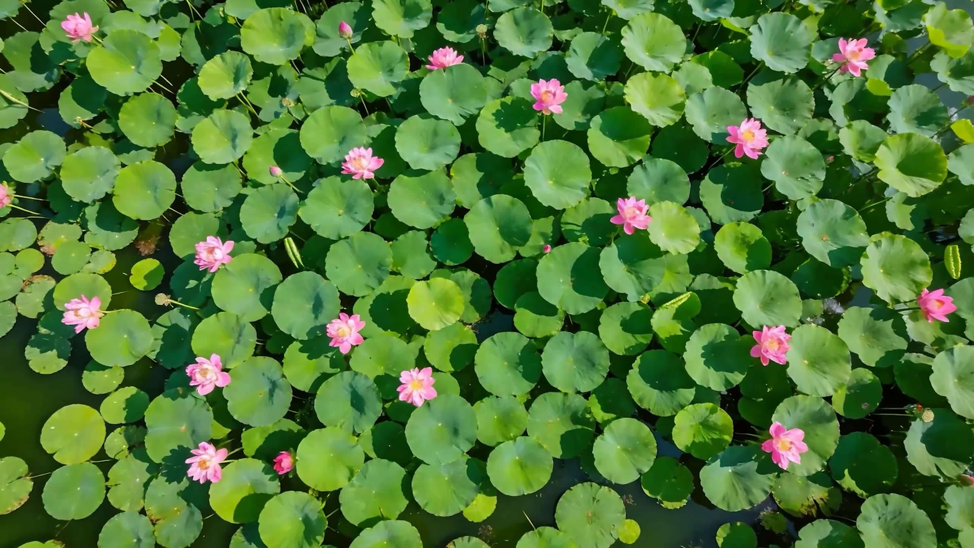 护眼小清新