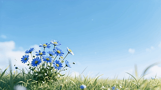 蓝天雏菊