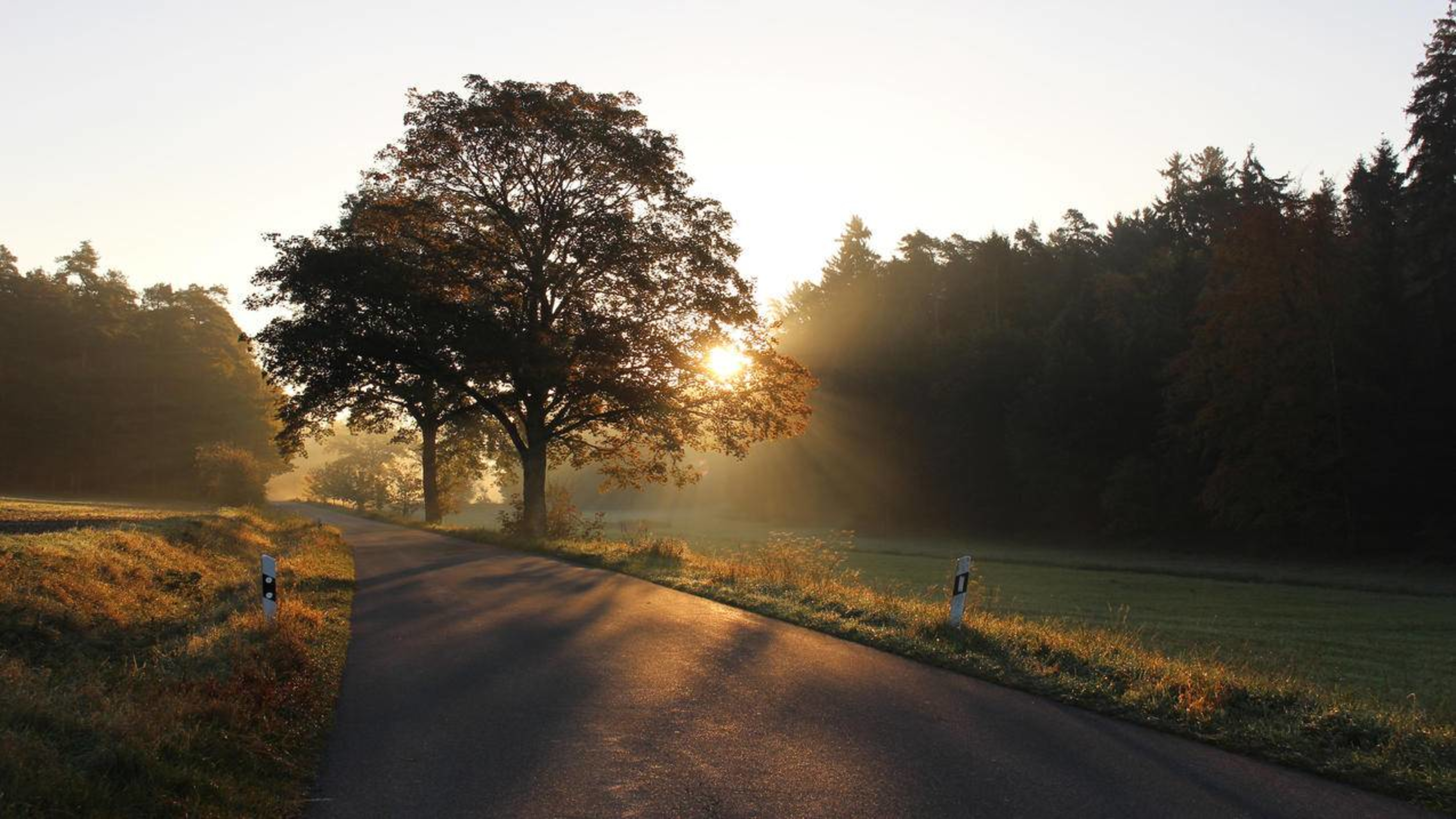 风景森林道路