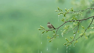 枝头的小鸟