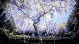 樱花春景