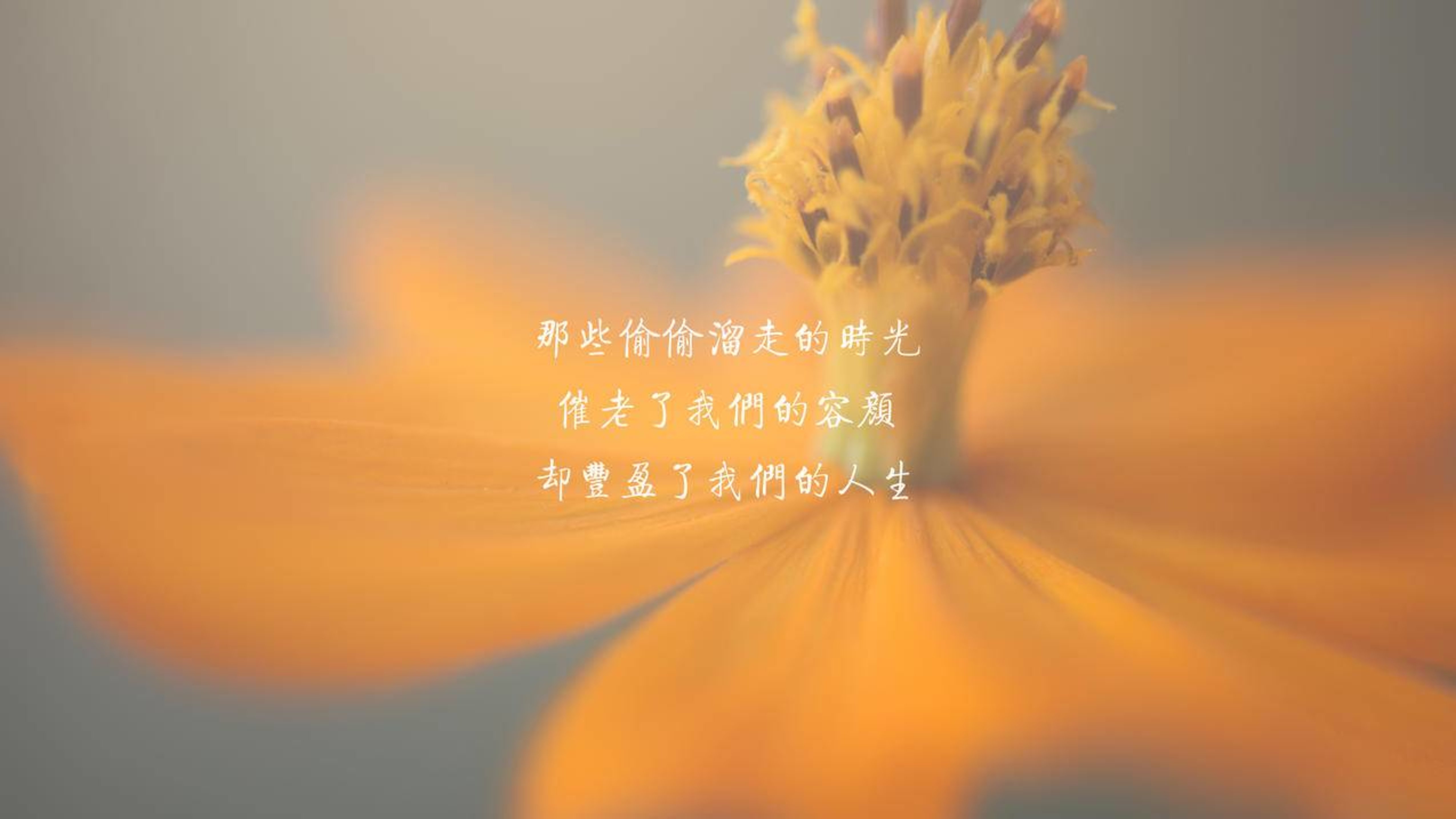 文字唯美花卉时光