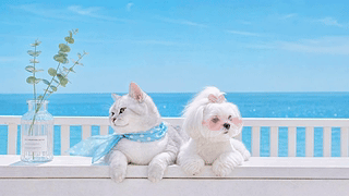 海边时尚萌宠