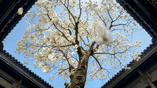 梦幻古院花树