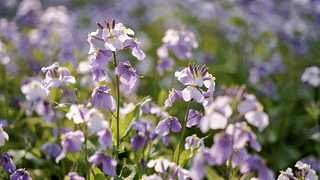 紫花漫野