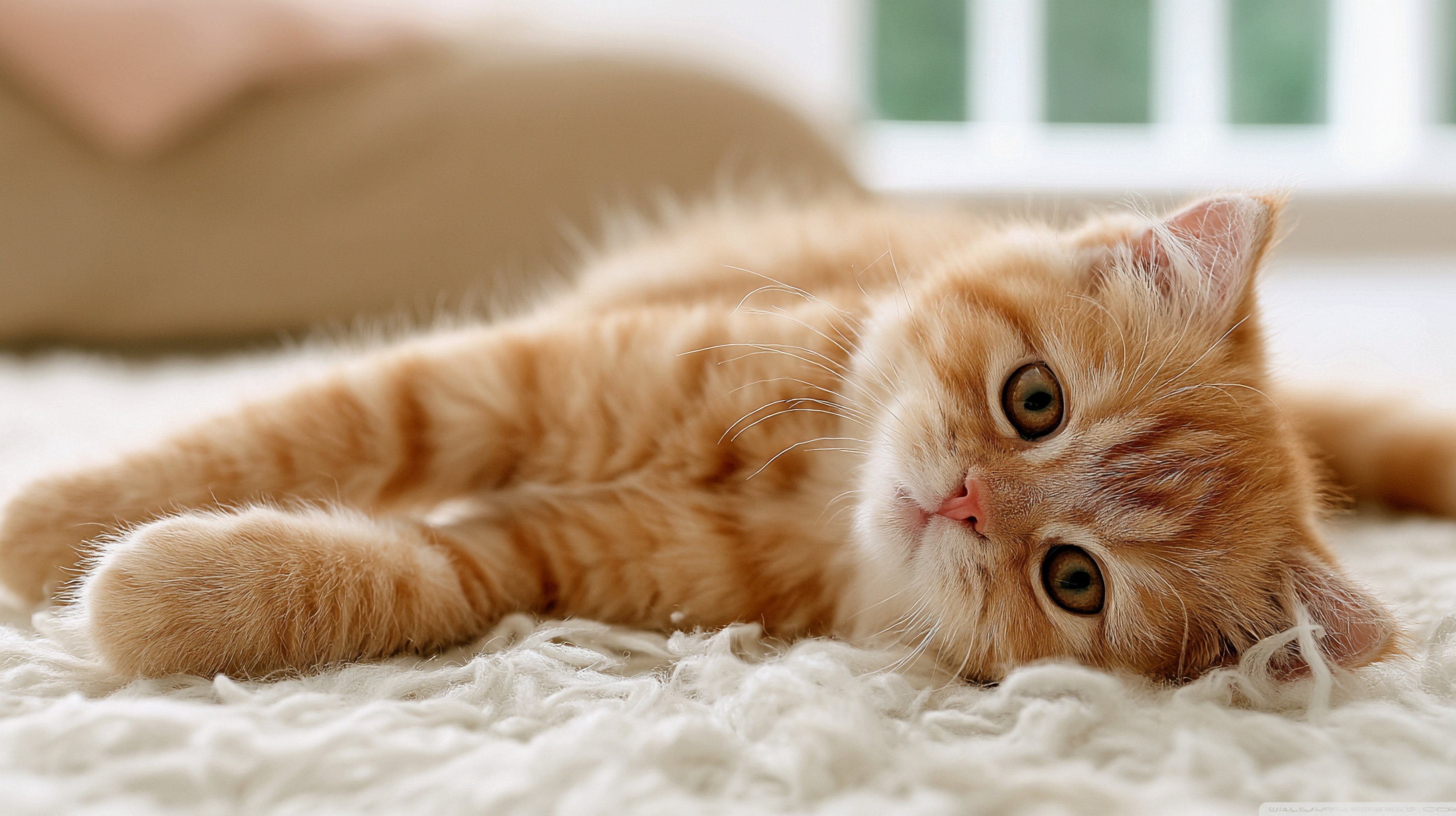 可爱的猫咪
