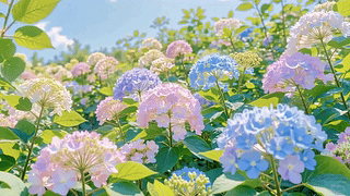 夏日缤纷绣球花田