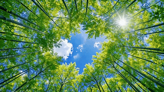 林间仰望晴空