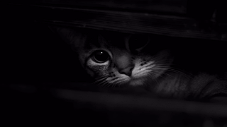 观察敏锐的猫 -alexandr
