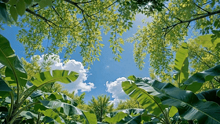 夏日林间晴空