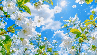 晴空暖阳白花清露