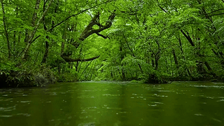 清新绿林流水