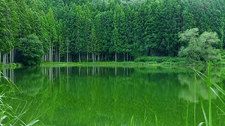 绿林湖面