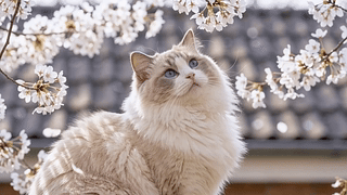 樱花和猫