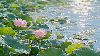 波光粼粼夏日荷塘