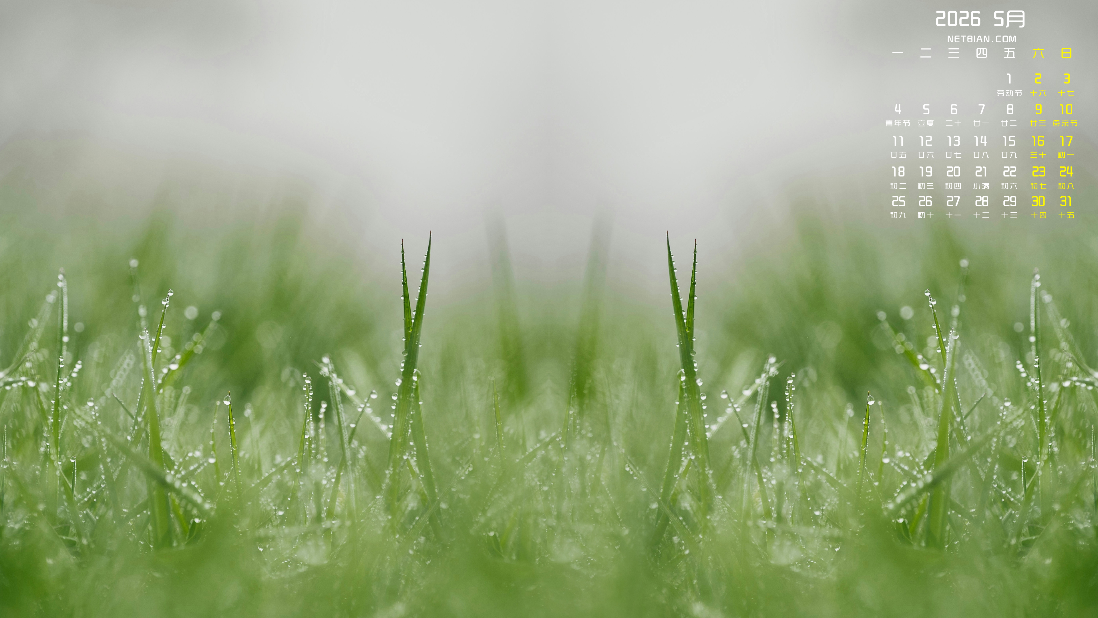 【4k】绿色护眼小草2026