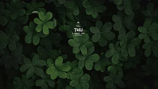 三叶草
