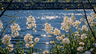 湖畔白花映粼波