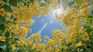 晴日黄花绕蓝天