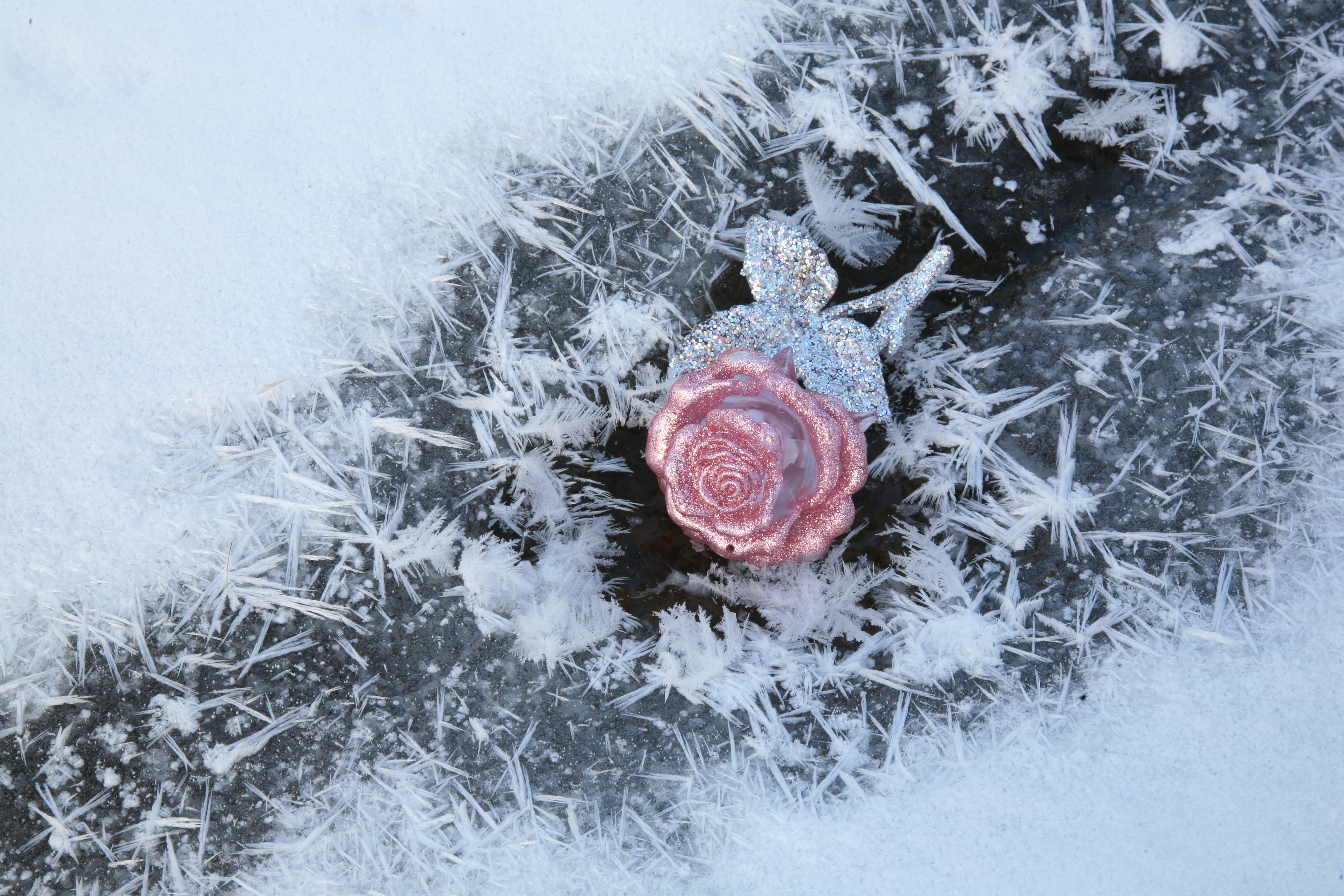 冬季 雪 冰 水晶 玫瑰 4_9093