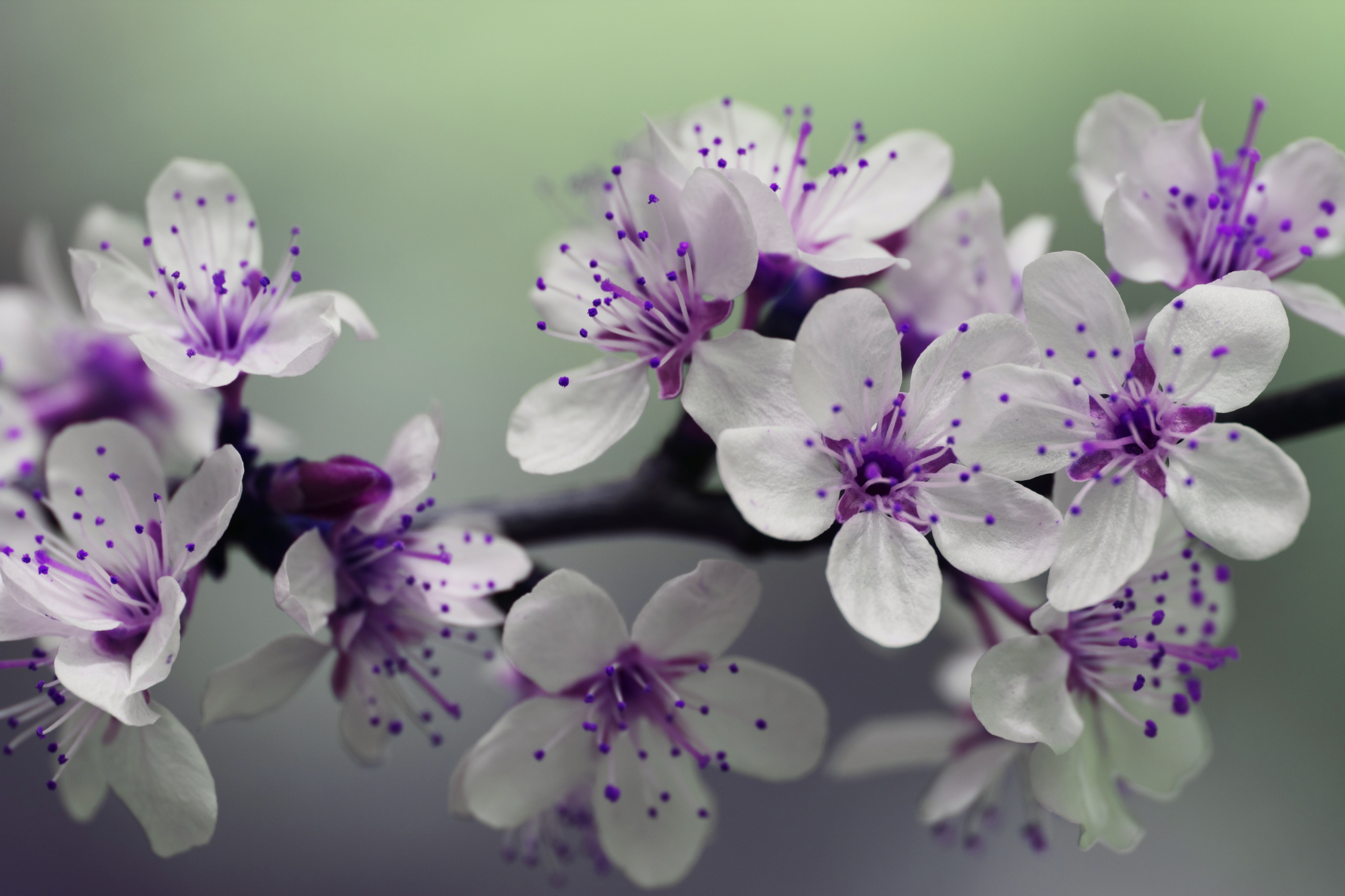 开花 花瓣 自然 花 盛