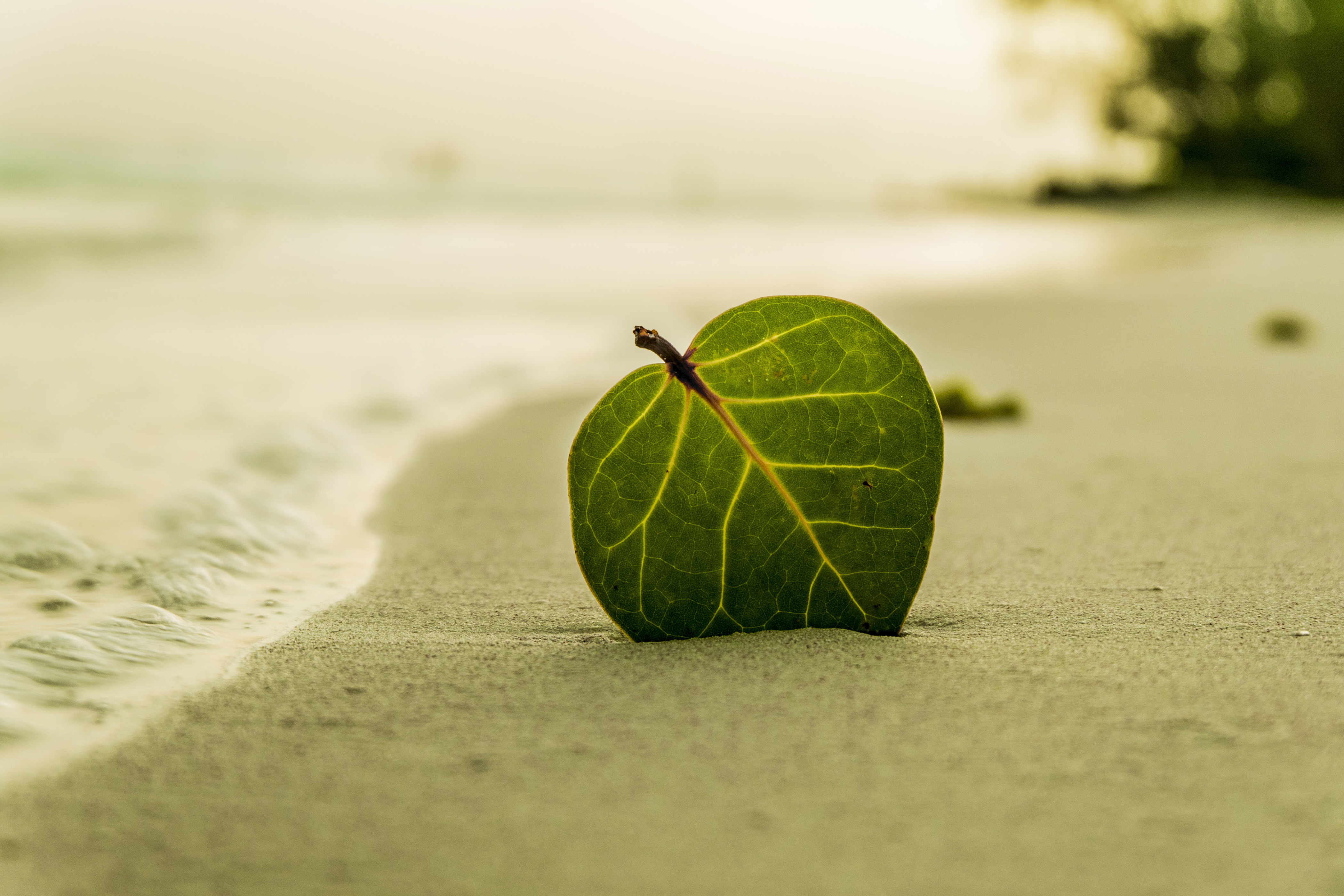海滩 绿色叶子 自然 夏_5423