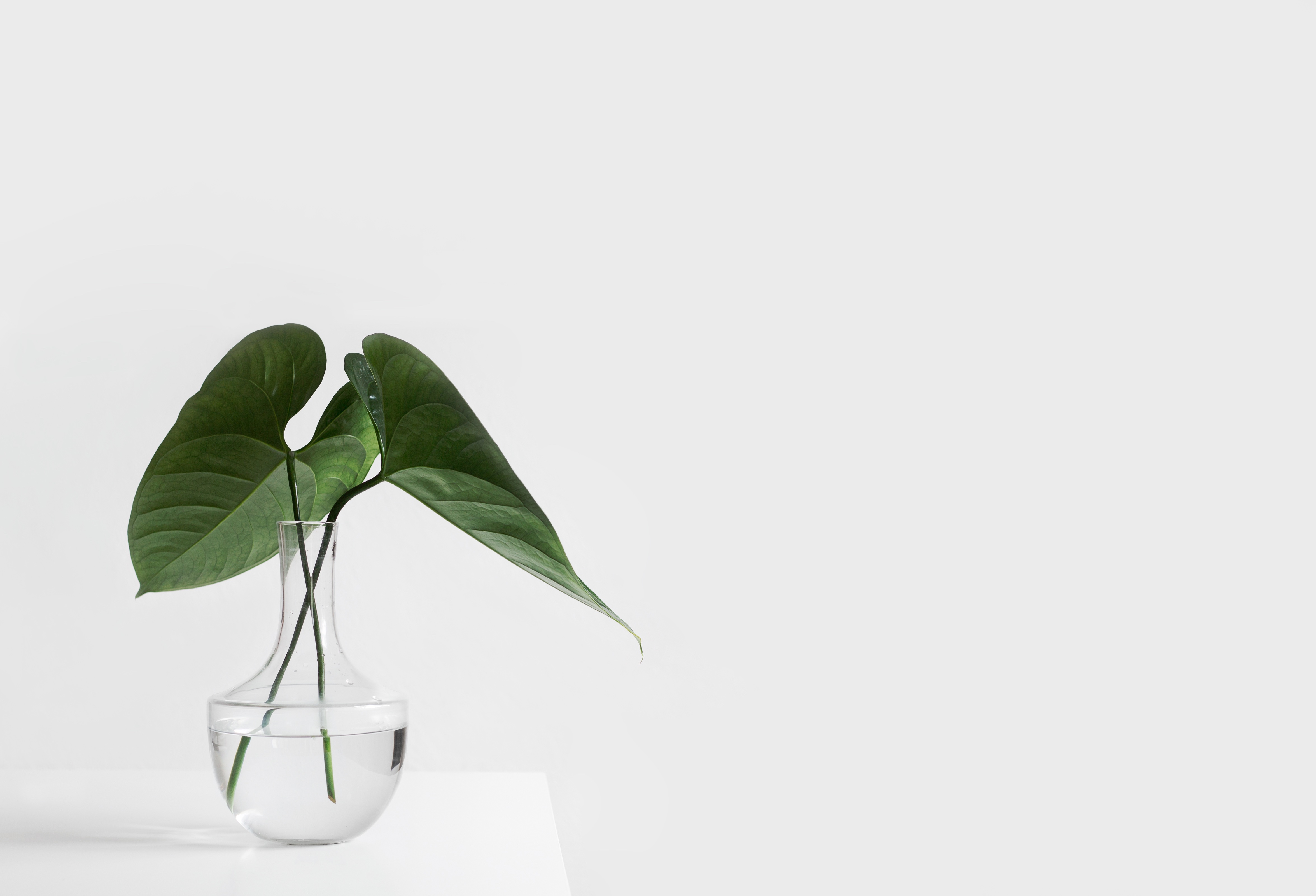 玻璃瓶绿色植物4K背景图_7749
