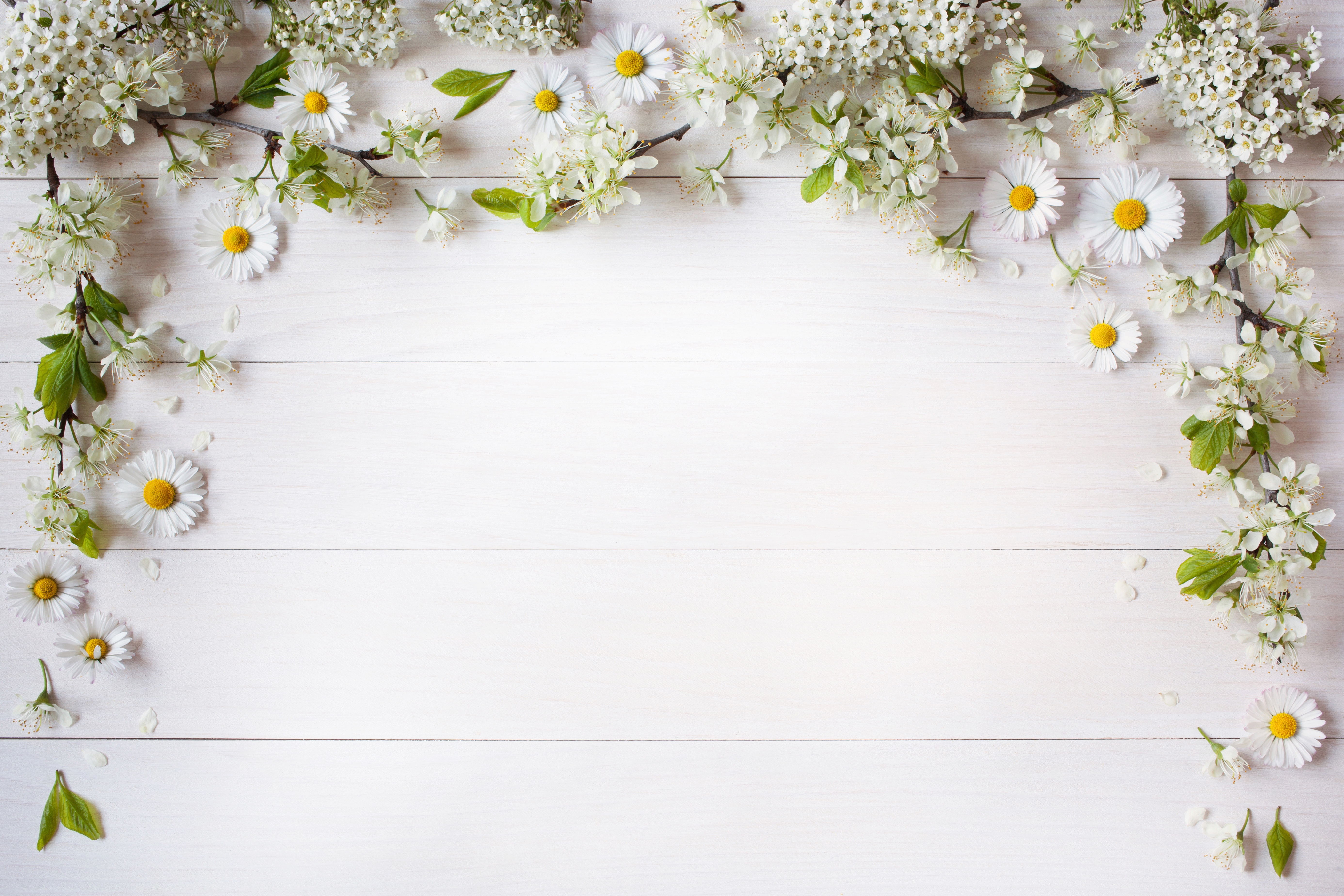 白色背景 装饰 花瓣 洋
