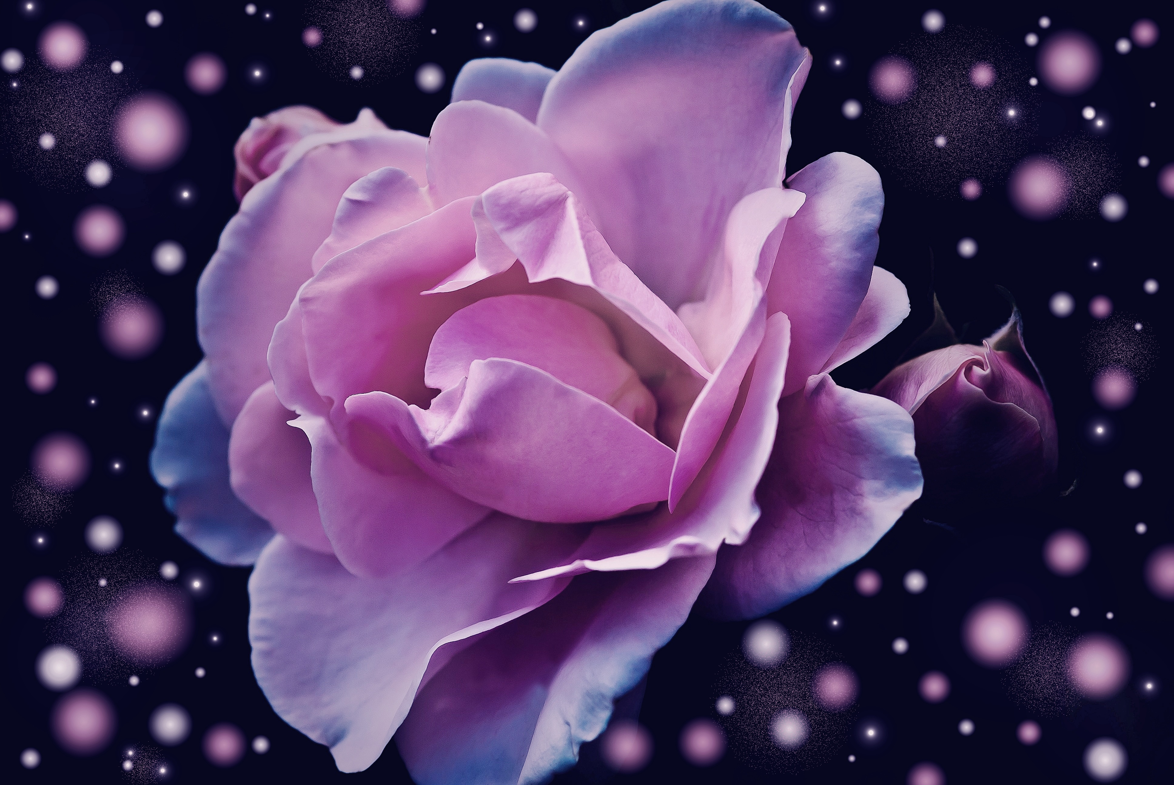 粉红色玫瑰花 幻想 梦幻