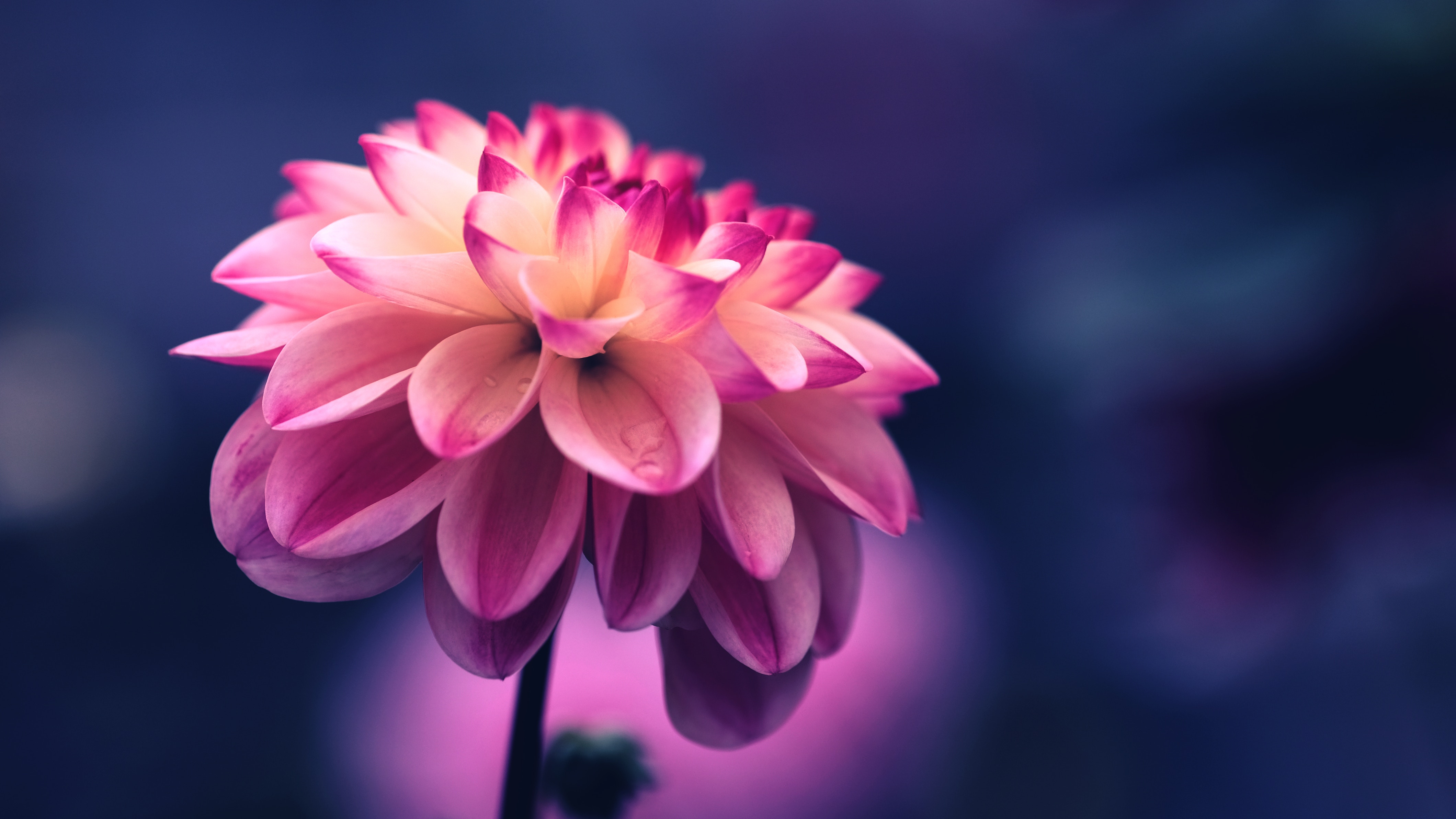 粉红色花瓣花蕾4k背景图