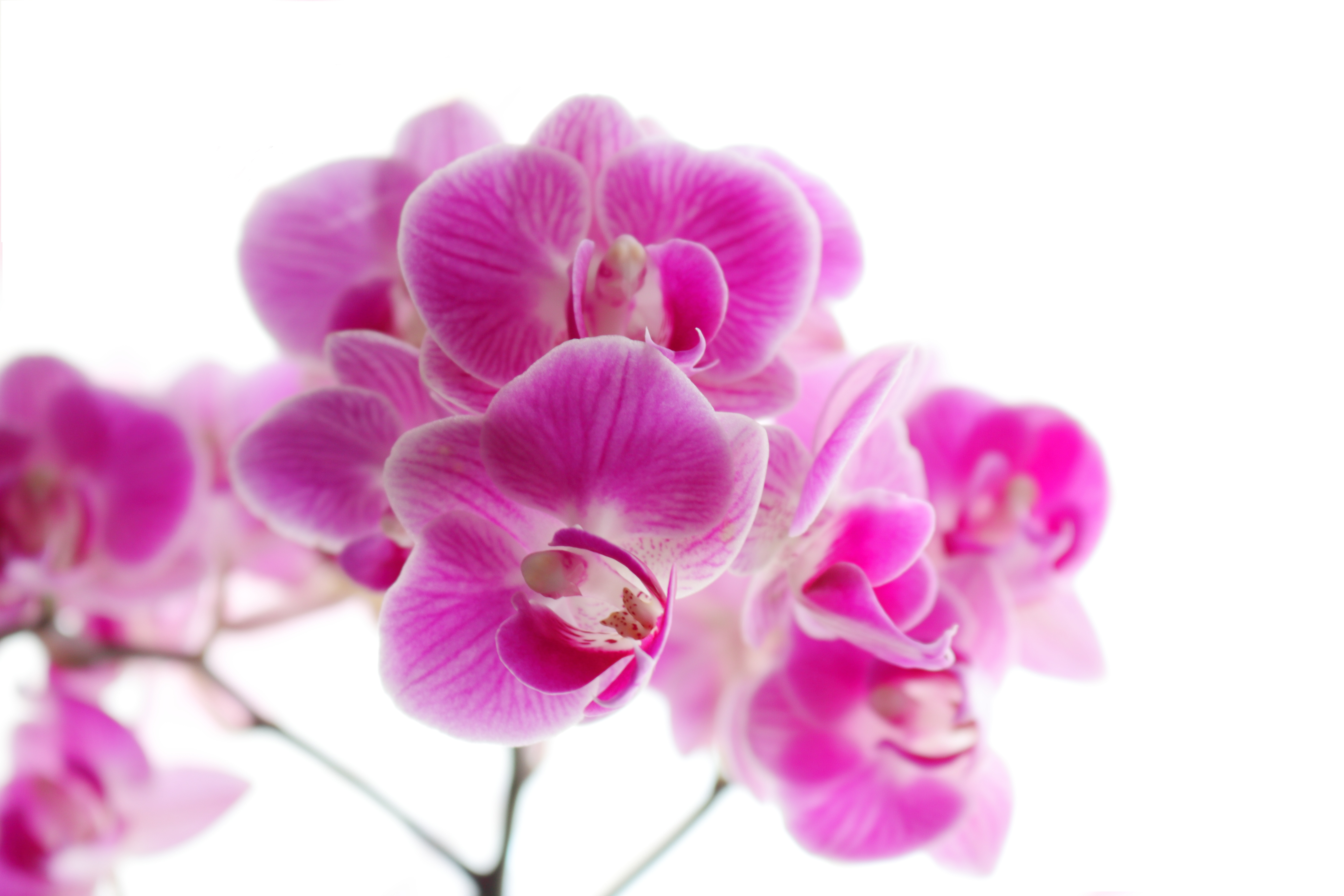 粉红色鲜花6k图片_5996