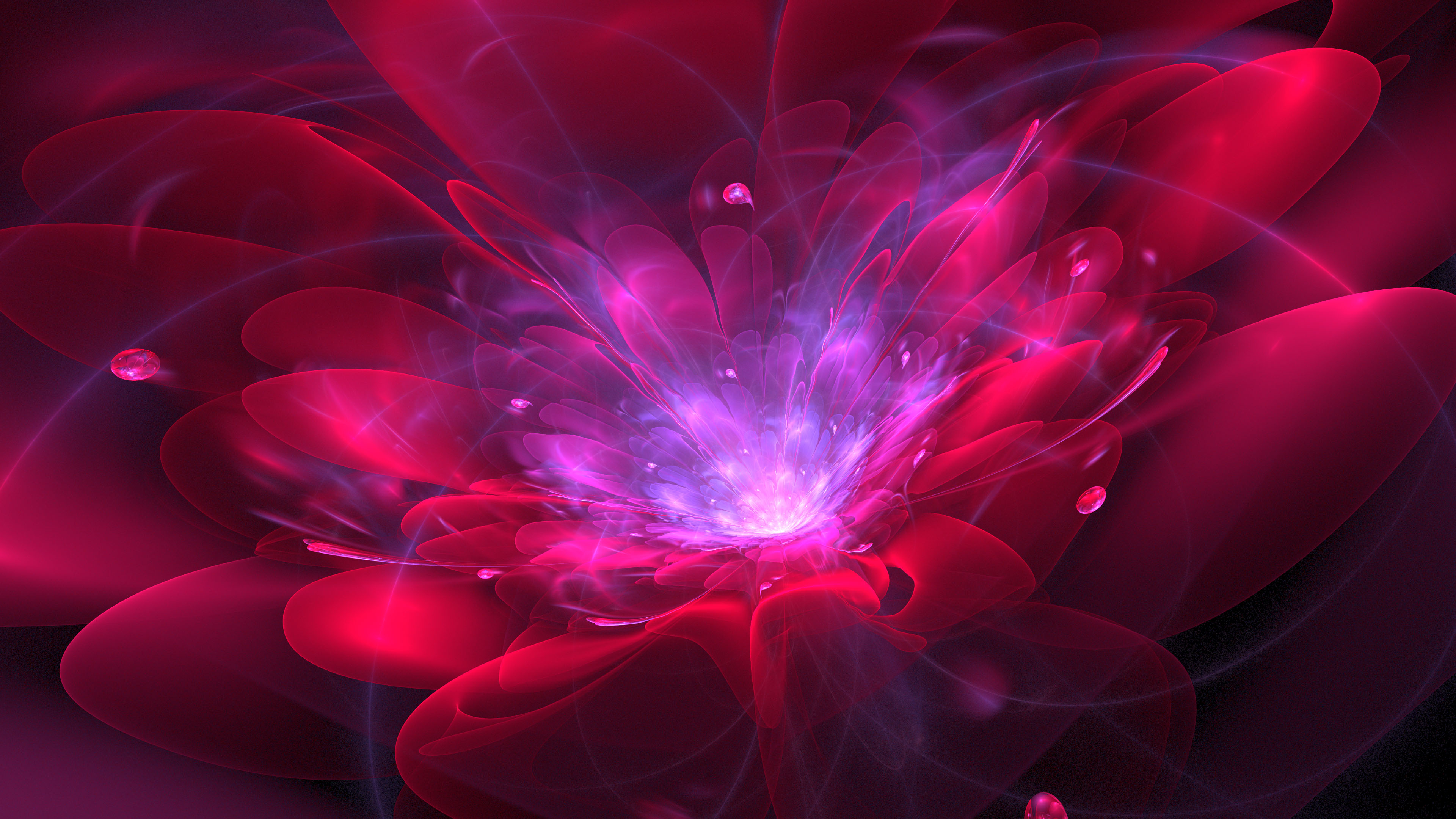 红色花boogie blossom4k
