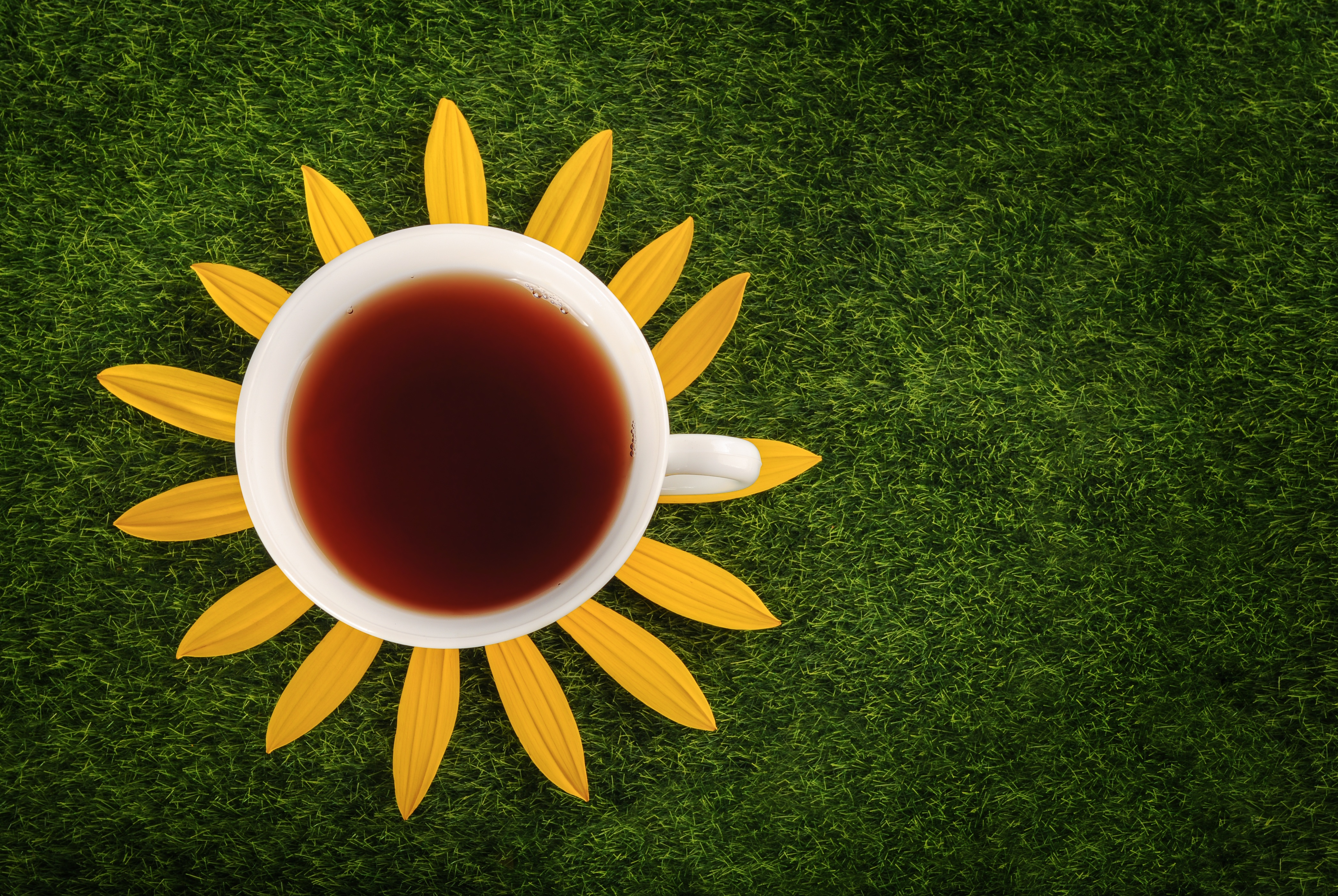 茶杯 草 花 4K图片