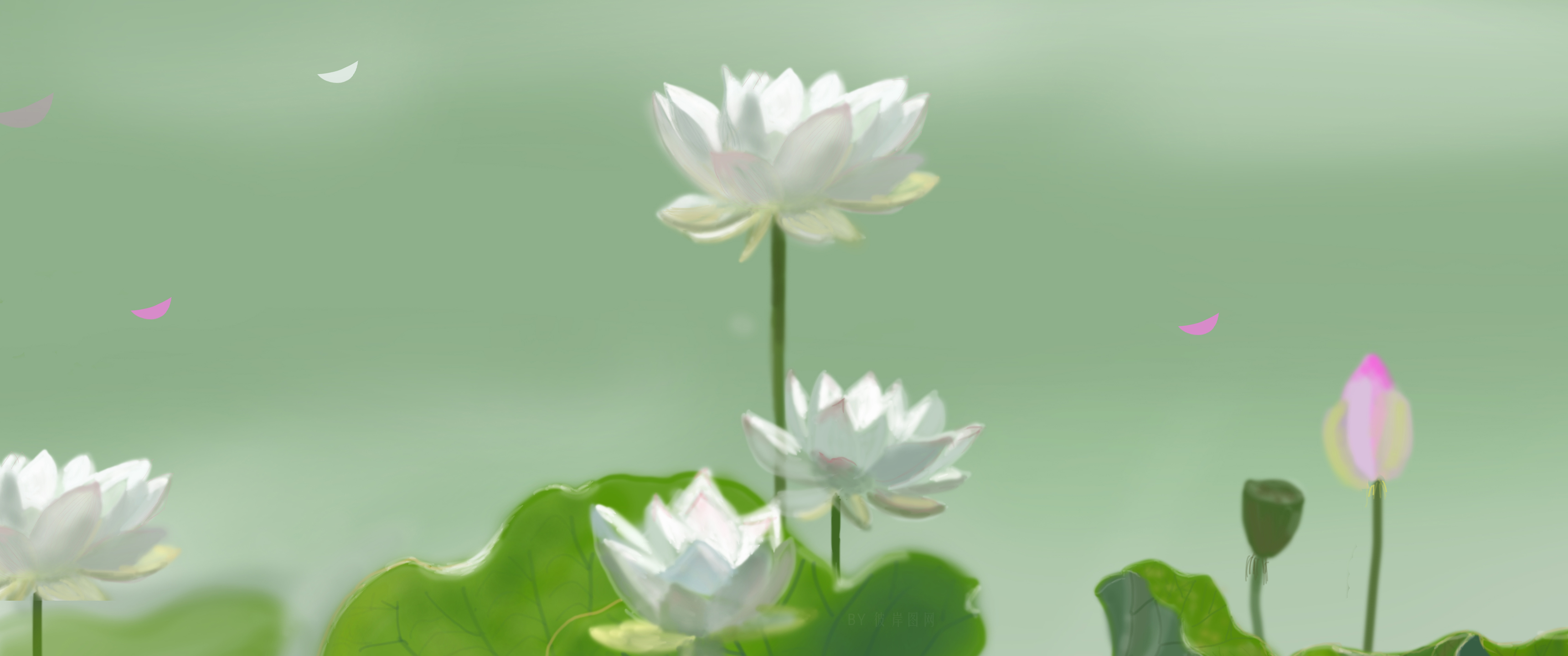 荷花 白色 小清新 护眼